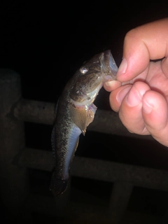 ハゼの釣果