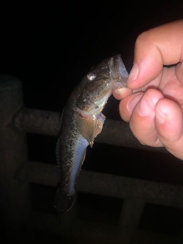 ハゼの釣果