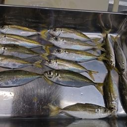 アジ
