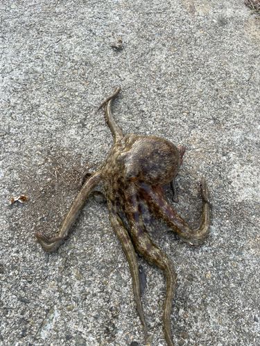 コブダイの釣果