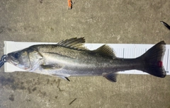 スズキの釣果