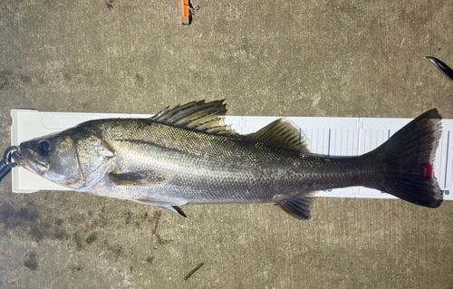 スズキの釣果