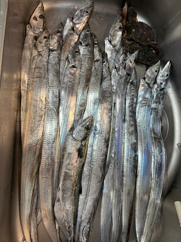 タチウオの釣果