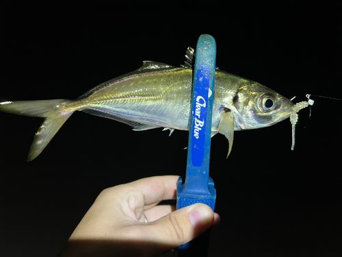 マアジの釣果