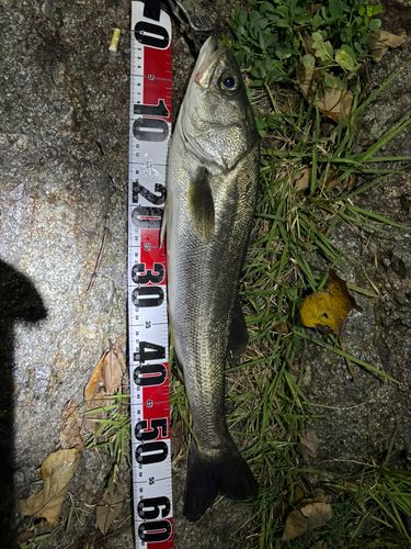 スズキの釣果
