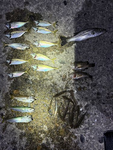 アジの釣果