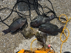 クチブトグレの釣果