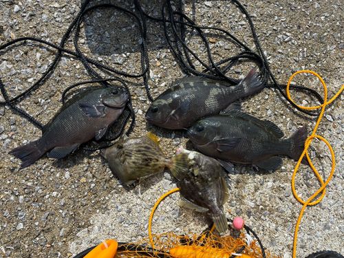 クチブトグレの釣果