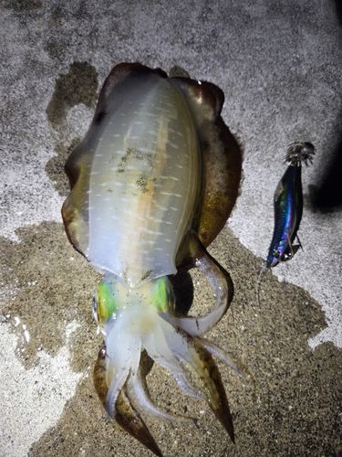 アオリイカの釣果