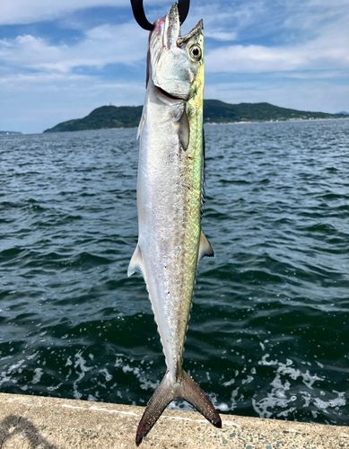 サゴシの釣果
