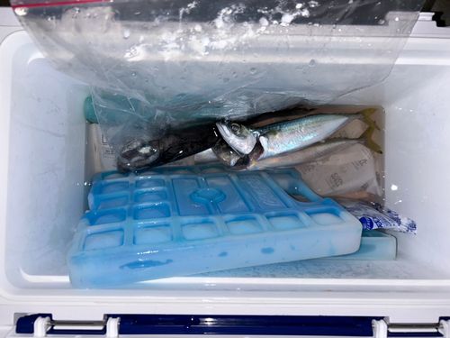 サバの釣果