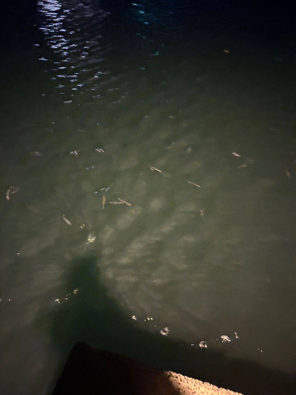 サバ