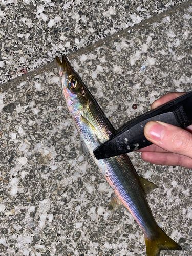 カマスの釣果