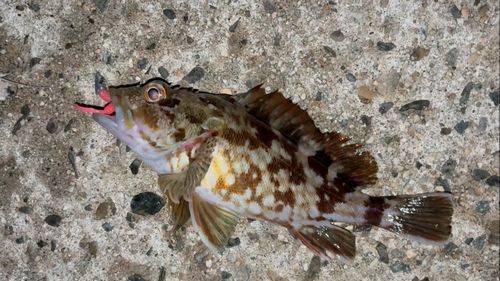 カサゴの釣果