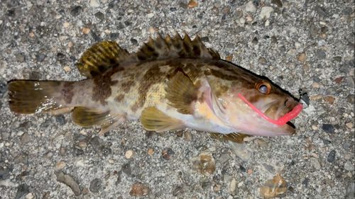 タケノコメバルの釣果