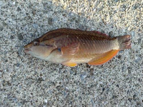アカササノハベラの釣果