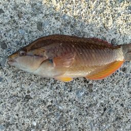 アカササノハベラ