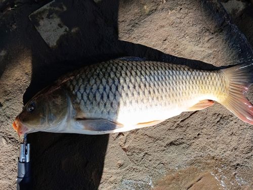 コイの釣果