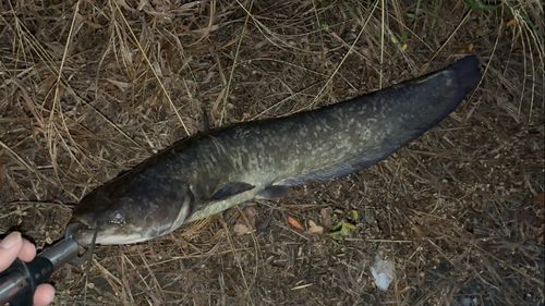 ナマズの釣果