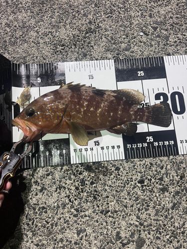 アコウの釣果