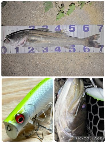 シーバスの釣果