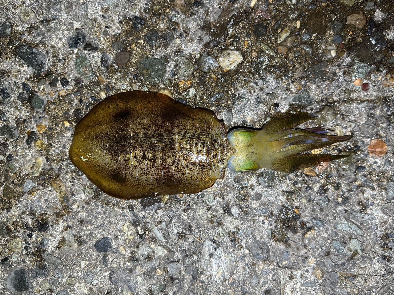 コウイカ
