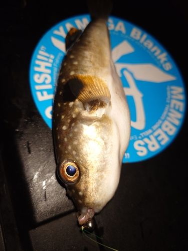 フグの釣果