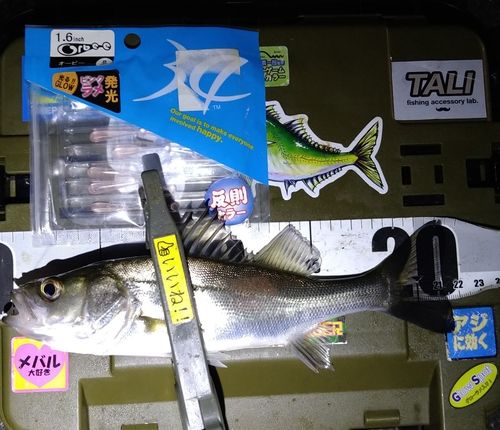 シーバスの釣果