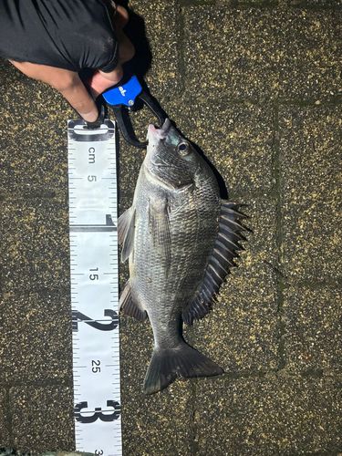 チヌの釣果