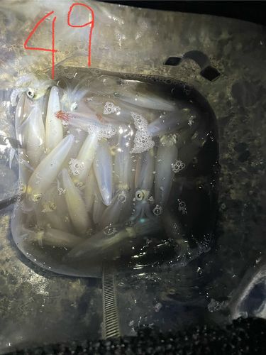 マメイカの釣果