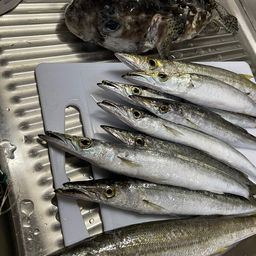 カマス