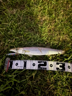 カマスの釣果