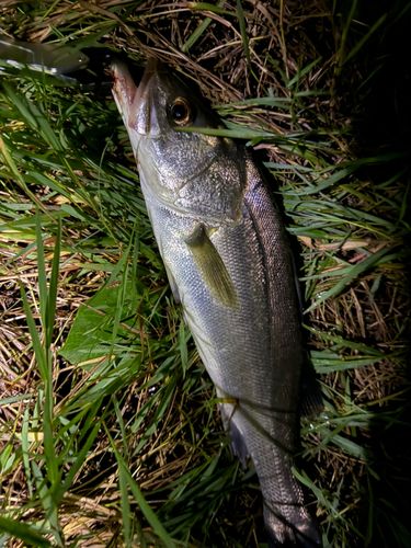 マルスズキの釣果