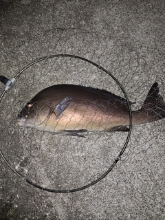 コロダイの釣果