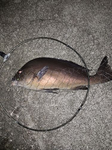 コロダイの釣果