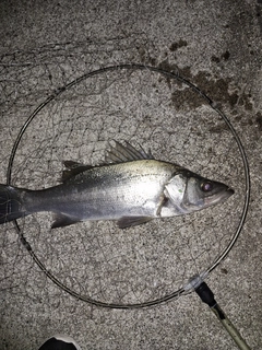 セイゴ（ヒラスズキ）の釣果