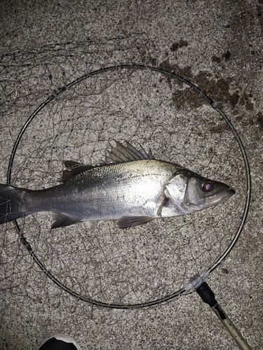 セイゴ（ヒラスズキ）の釣果