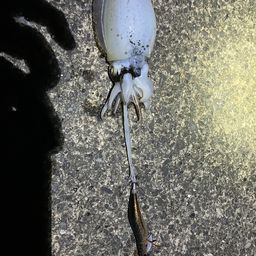 シリヤケイカ