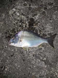 ヘダイの釣果