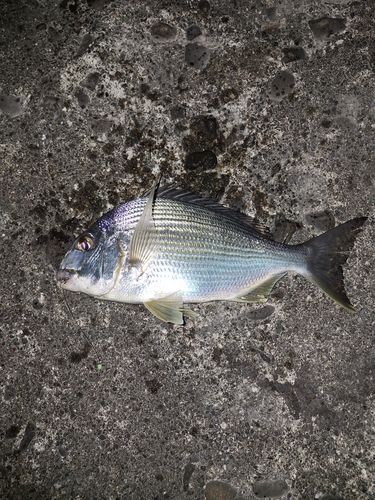 ヘダイの釣果
