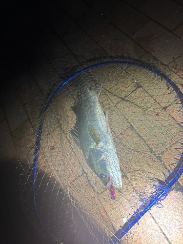 スズキの釣果