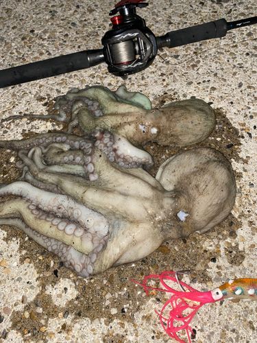 タコの釣果