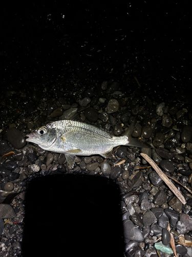 クロサギの釣果