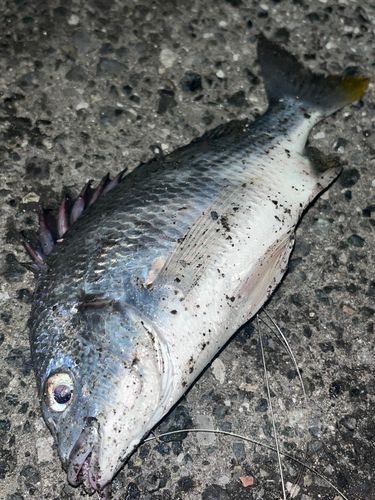 キチヌの釣果