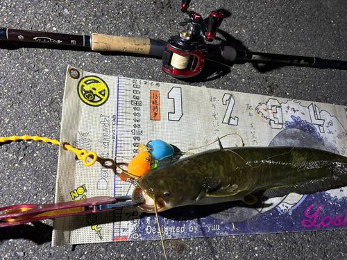 マナマズの釣果