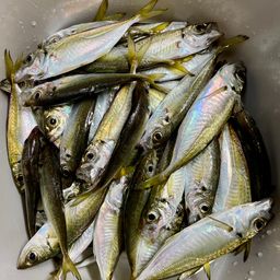 アジ