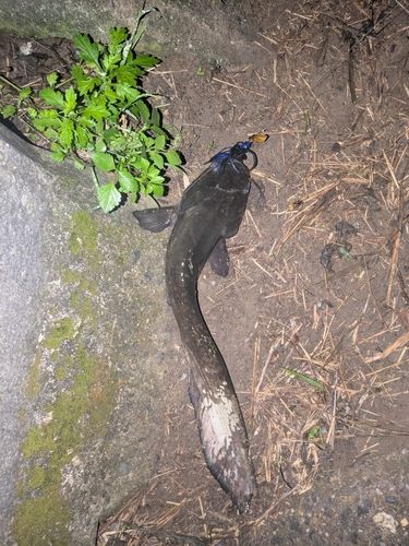 釣果