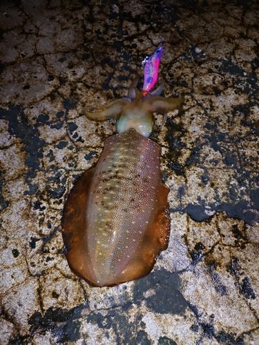 アオリイカの釣果