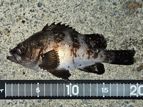 メバルの釣果