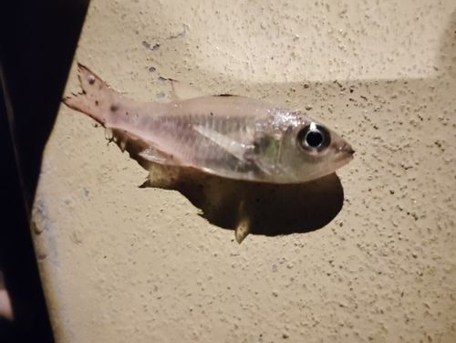 ネンブツダイの釣果